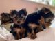 Yorkshire Terrier Puppies for sale in Arizona Hot Springs, Arizona 86445, USA. price: $500