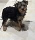 Yorkshire Terrier Puppies for sale in Houston, TX, USA. price: $600
