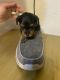 Yorkshire Terrier Puppies for sale in Mesquite, TX, USA. price: $1,399