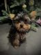 Yorkshire Terrier Puppies for sale in Perris, CA, USA. price: $1,200