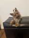 Yorkshire Terrier Puppies for sale in Denver, CO, USA. price: $3,500