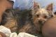 Yorkshire Terrier Puppies for sale in 474 Sutter Ave, Brooklyn, NY 11207, USA. price: $2,000