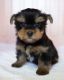 Yorkshire Terrier Puppies for sale in Mesquite, TX, USA. price: $750
