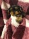 Yorkshire Terrier Puppies for sale in Walla Walla, WA 99362, USA. price: $1,300