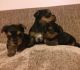 Yorkshire Terrier Puppies for sale in Atlanta, GA 30310, USA. price: $500