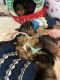 Yorkshire Terrier Puppies for sale in Atlanta, GA, USA. price: $2,500