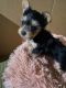 Yorkshire Terrier Puppies for sale in Venus, TX, USA. price: NA