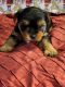 Yorkshire Terrier Puppies for sale in Spokane, WA, USA. price: $1,500