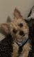 Yorkshire Terrier Puppies for sale in 7979 Westheimer Rd, Houston, TX 77063, USA. price: $299