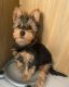 Yorkshire Terrier Puppies for sale in Kingsport, TN 37660, USA. price: $600