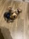 Yorkshire Terrier Puppies for sale in 1801 Howell Mill Rd NW, Atlanta, GA 30318, USA. price: $500