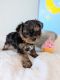 Yorkshire Terrier Puppies for sale in Estero, FL, USA. price: $2,700