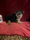 Yorkshire Terrier Puppies for sale in Picayune, MS 39466, USA. price: $875