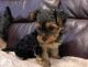 Yorkshire Terrier Puppies for sale in Portland, Oregon. price: $500