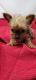 Yorkshire Terrier Puppies for sale in N Shelton Springs Rd, Shelton, WA 98584, USA. price: $2,000
