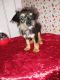 Yorkshire Terrier Puppies for sale in Tarpon Springs, FL, USA. price: $600