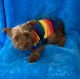 Yorkshire Terrier Puppies for sale in Downey, CA, USA. price: $900