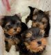 Yorkshire Terrier Puppies for sale in Bendersville, Pennsylvania. price: $600