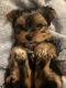 Yorkshire Terrier Puppies for sale in Clearfield, Pennsylvania. price: $1,500