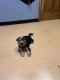 Yorkshire Terrier Puppies for sale in Brookfield, Illinois. price: $100,000