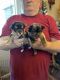 Yorkshire Terrier Puppies for sale in Gillette, Wyoming. price: $1,000