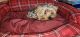 Yorkshire Terrier Puppies for sale in Waterloo, IA, USA. price: $650
