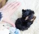 Yorkshire Terrier Puppies for sale in Virginia Beach, Virginia. price: $400