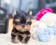 Yorkshire Terrier Puppies for sale in Charleston, South Carolina. price: $400
