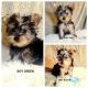 Yorkshire Terrier Puppies for sale in Moreno Valley, CA, USA. price: $1,350