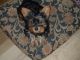 Yorkshire Terrier Puppies for sale in Jamaica, Iowa. price: $1,400
