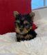 Yorkshire Terrier Puppies for sale in North Fairfield, OH 44855, USA. price: $1,500