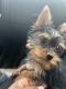 Yorkshire Terrier Puppies for sale in Katy, Texas. price: $1,000