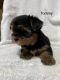 Yorkshire Terrier Puppies for sale in Elma, IA 50628, USA. price: $700