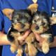 Yorkshire Terrier Puppies for sale in Boston, Massachusetts. price: $400