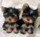 Yorkshire Terrier Puppies for sale in Philadelphia, Pennsylvania. price: $400