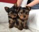 Yorkshire Terrier Puppies for sale in Columbus, Ohio. price: $400