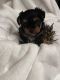 Yorkshire Terrier Puppies for sale in Portland, OR, USA. price: $1,700