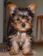 Yorkshire Terrier Puppies for sale in Barnwell, South Carolina. price: $500