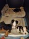 Yorkshire Terrier Puppies for sale in Portsmouth, Virginia. price: NA