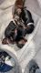 Yorkshire Terrier Puppies for sale in Buffalo, New York. price: NA