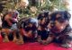 Yorkshire Terrier Puppies for sale in Jacksonville, Florida. price: $1