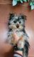 Yorkshire Terrier Puppies for sale in Lancaster, California. price: $1,800