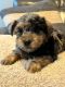 Yorkshire Terrier Puppies for sale in Boston, Massachusetts. price: $550