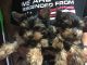Yorkshire Terrier Puppies for sale in Fenton, MO, USA. price: NA