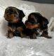 Yorkshire Terrier Puppies for sale in San Antonio, Texas. price: $529