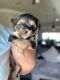 Yorkshire Terrier Puppies for sale in Dallas, Texas. price: $1,500