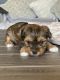 Yorkshire Terrier Puppies for sale in Dallas, Texas. price: $1,500