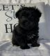Yorkshire Terrier Puppies for sale in Greenville, South Carolina. price: NA
