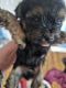 Yorkshire Terrier Puppies for sale in Fort Worth, Texas. price: $600