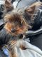 Yorkshire Terrier Puppies for sale in Columbia, Maryland. price: $1,500